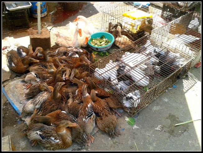Ducks from the local farmers' market
