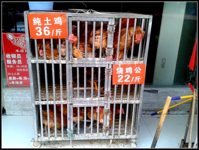 Caged, live chickens in front of a local hotpot restaurant